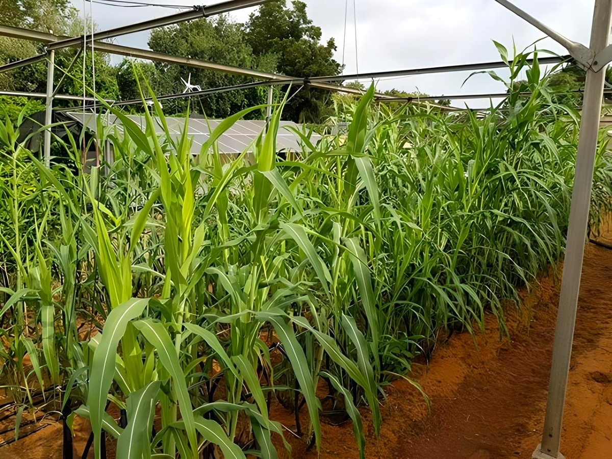 Read more about the article IBC – SORGHUM