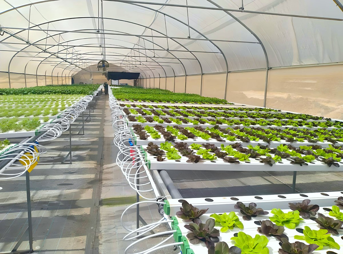 Read more about the article KFAR HANNASI – NFT FARM