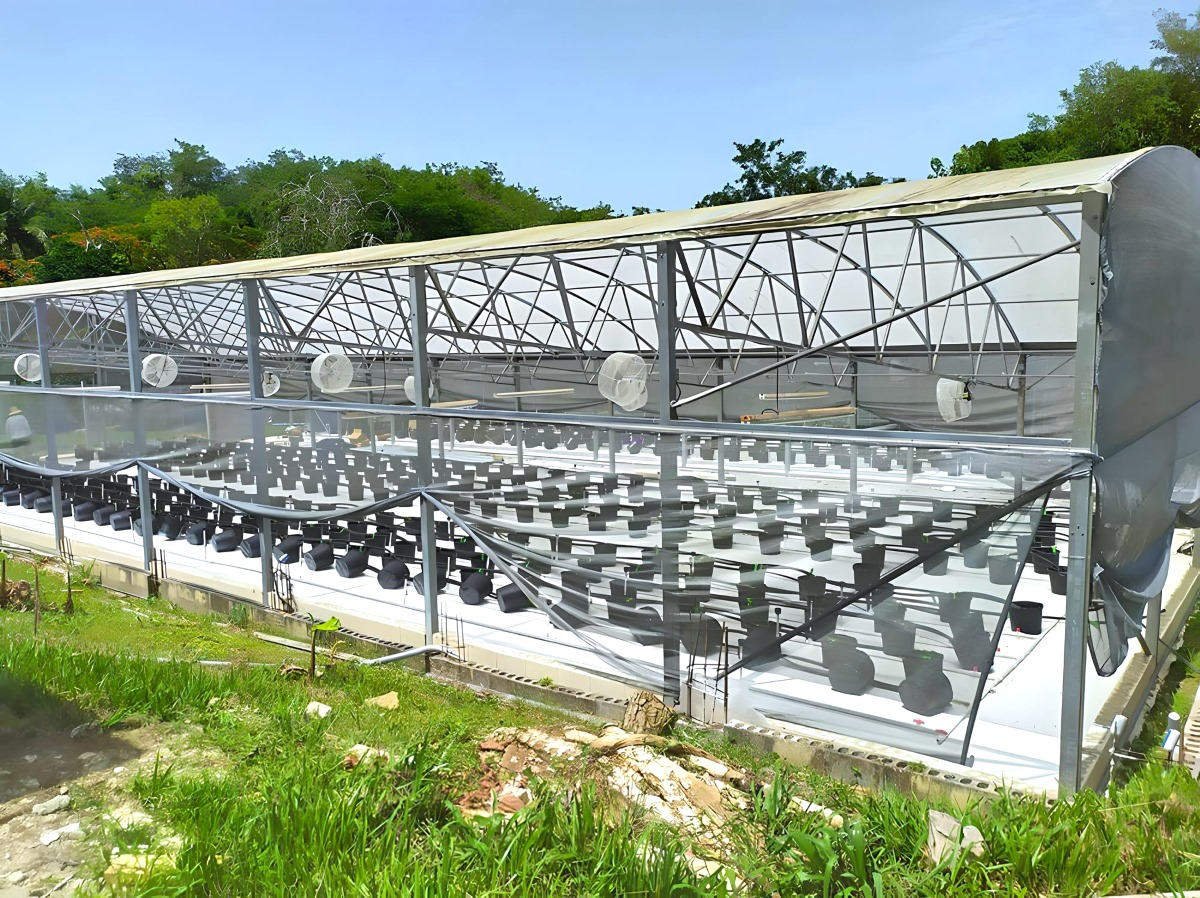 Read more about the article PUERTO RICO – CBD FARM