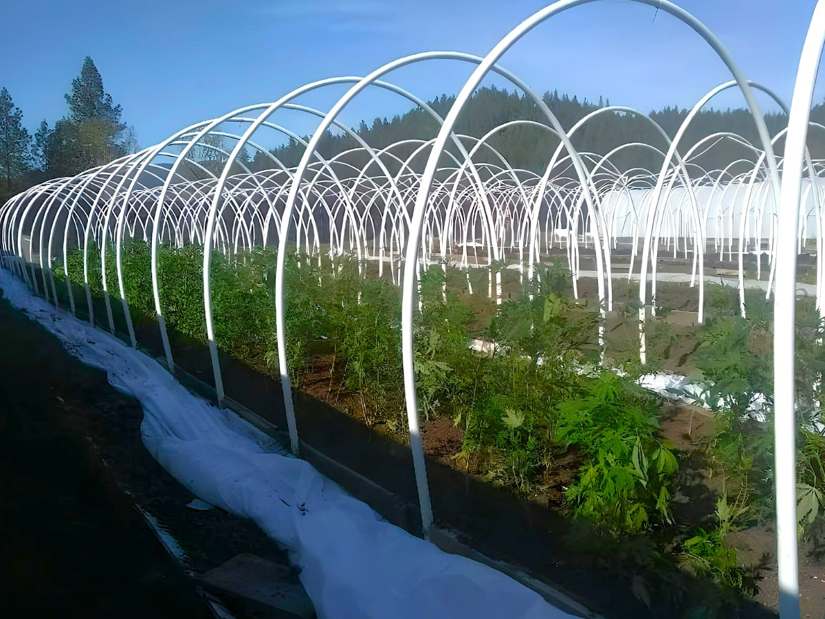Read more about the article MEDICAL CANNABIS, CALIFORNIA